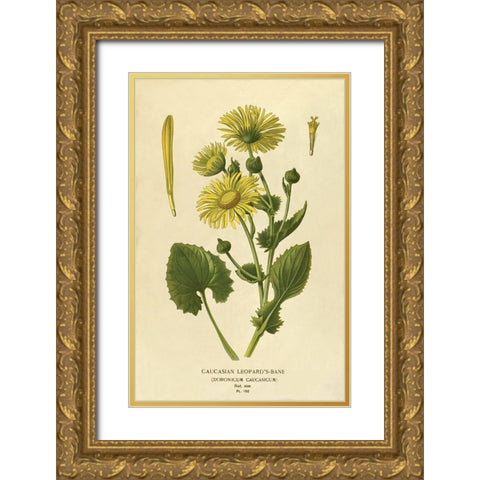 Caucasian Leopardâ€™s Bane Gold Ornate Wood Framed Art Print with Double Matting by Anonymous