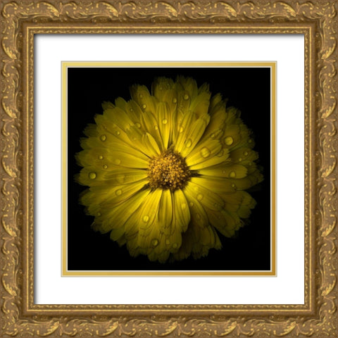 Yellow Chrysanthemum Gold Ornate Wood Framed Art Print with Double Matting by Carson, Brian