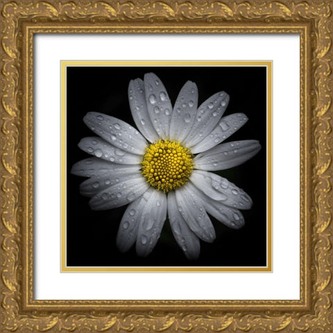 Daisy with Water Droplets Gold Ornate Wood Framed Art Print with Double Matting by Carson, Brian