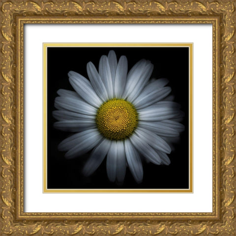 Daisy Gold Ornate Wood Framed Art Print with Double Matting by Carson, Brian
