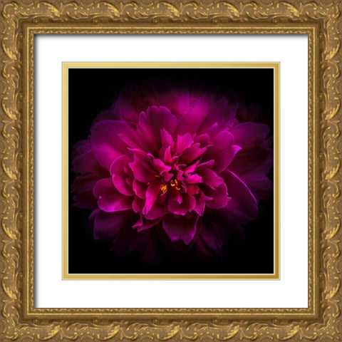 Peony Gold Ornate Wood Framed Art Print with Double Matting by Carson, Brian