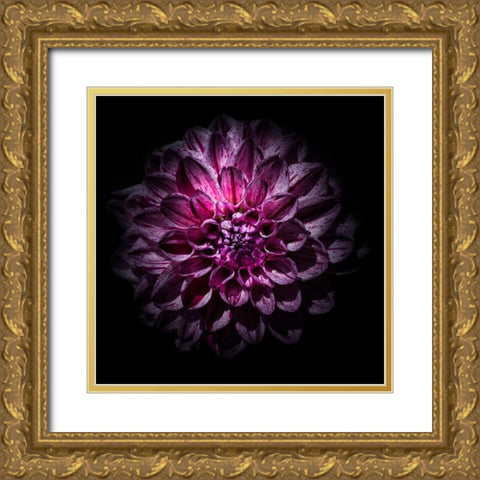 Purple Dahlia Gold Ornate Wood Framed Art Print with Double Matting by Carson, Brian