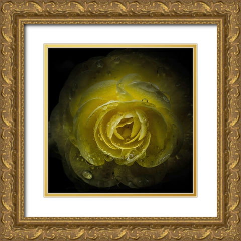 Yellow Rose with Water Droplets Gold Ornate Wood Framed Art Print with Double Matting by Carson, Brian