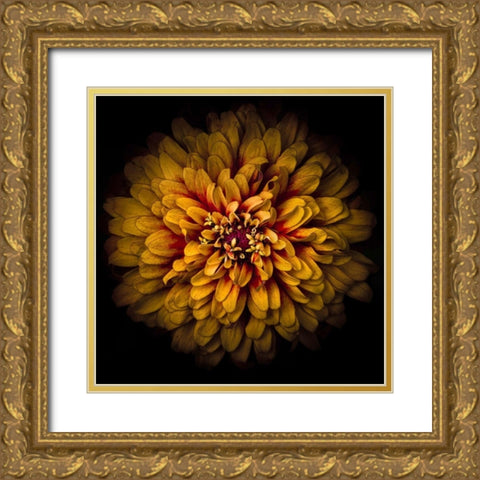 Orange Chrysanthemum Gold Ornate Wood Framed Art Print with Double Matting by Carson, Brian