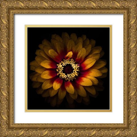 Yellow Red Chrysanthemum Gold Ornate Wood Framed Art Print with Double Matting by Carson, Brian