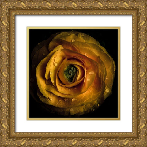 Golden Yellow Rose Gold Ornate Wood Framed Art Print with Double Matting by Carson, Brian