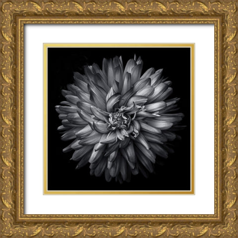 Black and White Petals Gold Ornate Wood Framed Art Print with Double Matting by Carson, Brian