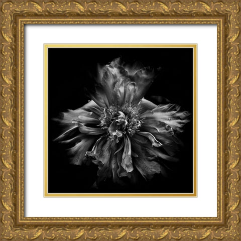 Dynamic Petals Gold Ornate Wood Framed Art Print with Double Matting by Carson, Brian