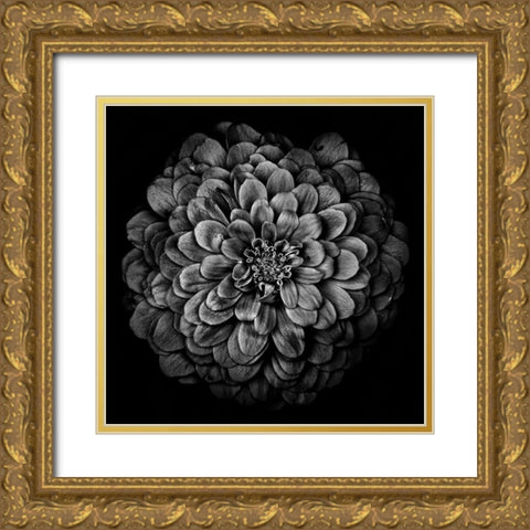 Black and White Chrysanthemum Gold Ornate Wood Framed Art Print with Double Matting by Carson, Brian