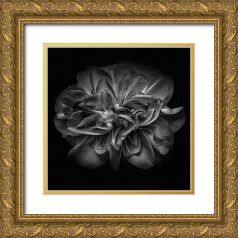 Black and White Petals II Gold Ornate Wood Framed Art Print with Double Matting by Carson, Brian