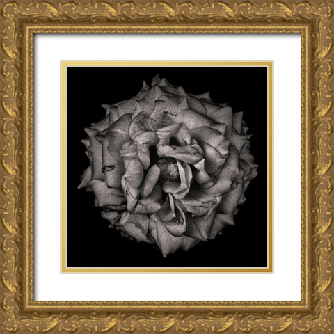 Black and White Flower Gold Ornate Wood Framed Art Print with Double Matting by Carson, Brian