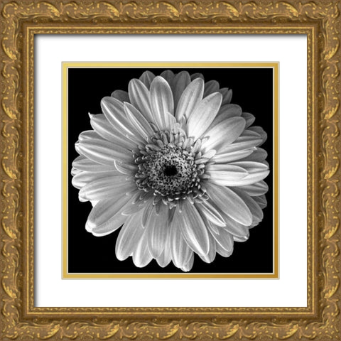 Black and White Gerbera Gold Ornate Wood Framed Art Print with Double Matting by Graciet, Stephane