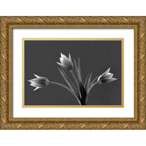 Tulip Trio Gold Ornate Wood Framed Art Print with Double Matting by Frates, Dennis