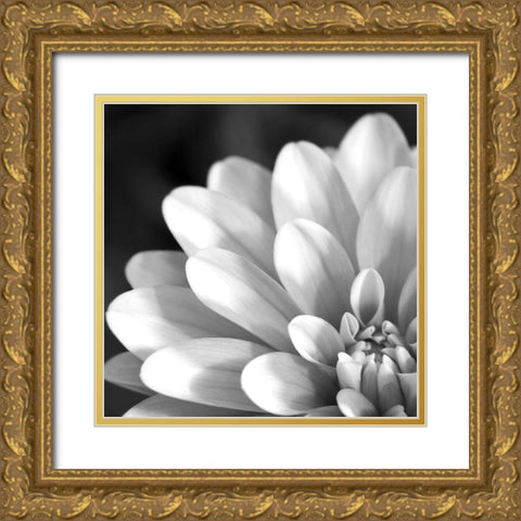 Radiating Petals Gold Ornate Wood Framed Art Print with Double Matting by Anonymous