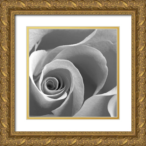 Rose Spiral II Gold Ornate Wood Framed Art Print with Double Matting by Anonymous