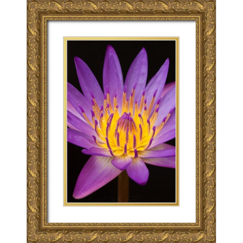 Violet Lotus Gold Ornate Wood Framed Art Print with Double Matting by Anonymous