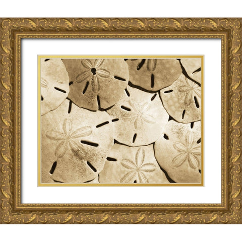 Sand Dollar Grouping Gold Ornate Wood Framed Art Print with Double Matting by Anonymous