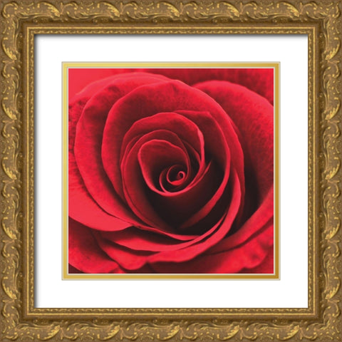 Red RosebudÂ  Gold Ornate Wood Framed Art Print with Double Matting by Swanepoel
