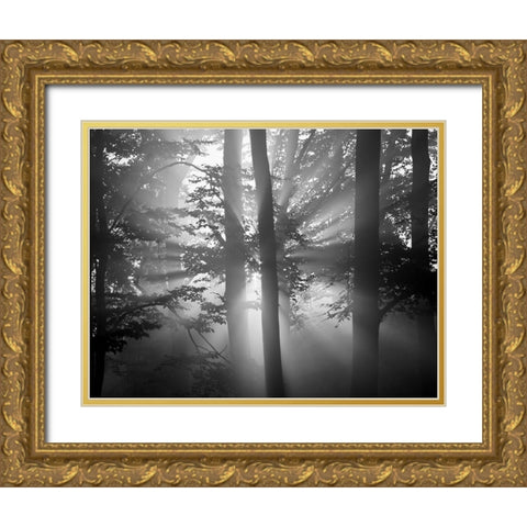 Light Through the Trees I Gold Ornate Wood Framed Art Print with Double Matting by Anonymous