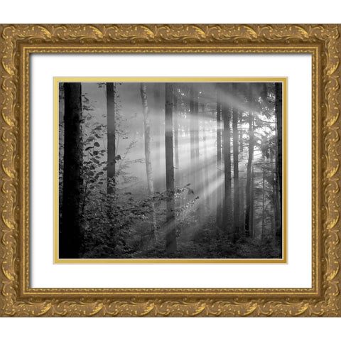 Light Through the Trees II Gold Ornate Wood Framed Art Print with Double Matting by Anonymous