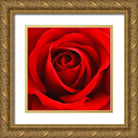 Scarlet Rose Gold Ornate Wood Framed Art Print with Double Matting by Anonymous