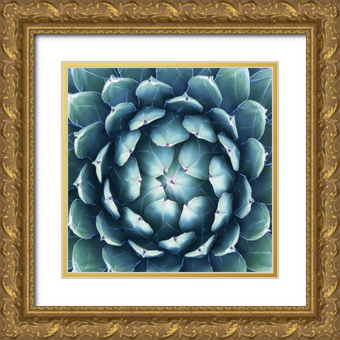 Pianta Grassa Gold Ornate Wood Framed Art Print with Double Matting by Barillari, B.