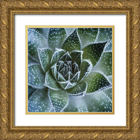 Aloe Aristata Gold Ornate Wood Framed Art Print with Double Matting by Palis