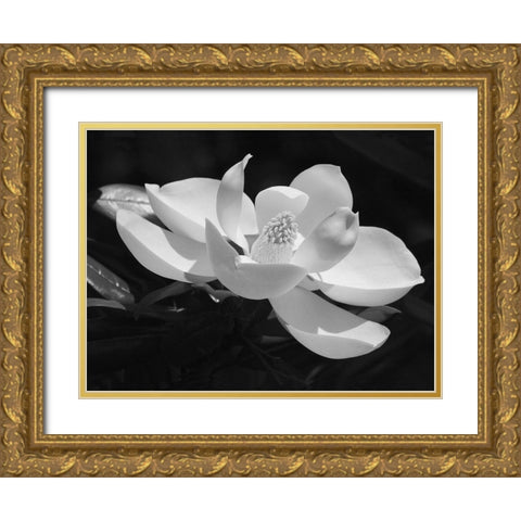 Magnolia Flower Gold Ornate Wood Framed Art Print with Double Matting by Anonymous