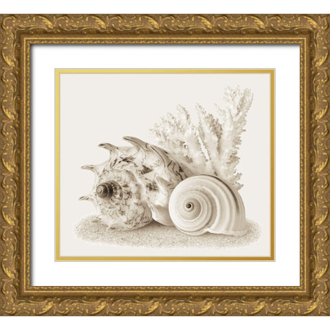 Seashells I Gold Ornate Wood Framed Art Print with Double Matting by Anonymous
