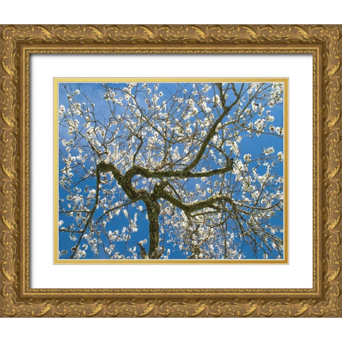 Almond Blossoms in Spring Gold Ornate Wood Framed Art Print with Double Matting by Anonymous