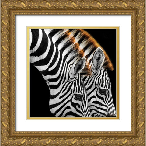 Zebras Grazing Gold Ornate Wood Framed Art Print with Double Matting by Anonymous