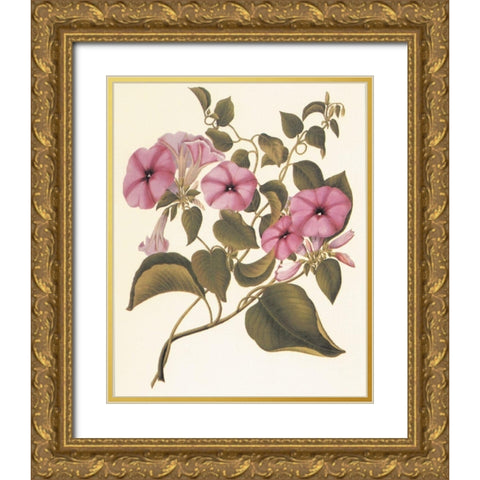 Botanical I Gold Ornate Wood Framed Art Print with Double Matting by Unknown