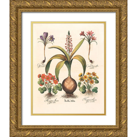 Bulb Botanical Gold Ornate Wood Framed Art Print with Double Matting by Unknown