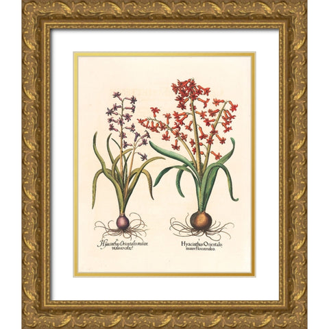 Hyacinth Botanical Gold Ornate Wood Framed Art Print with Double Matting by Unknown