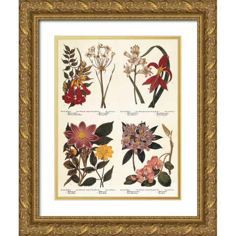 Botanicals Gold Ornate Wood Framed Art Print with Double Matting by Unknown