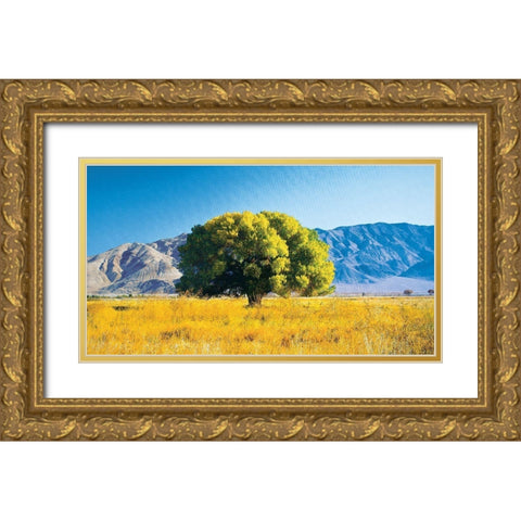 Tree on Mountain Gold Ornate Wood Framed Art Print with Double Matting by Unknown