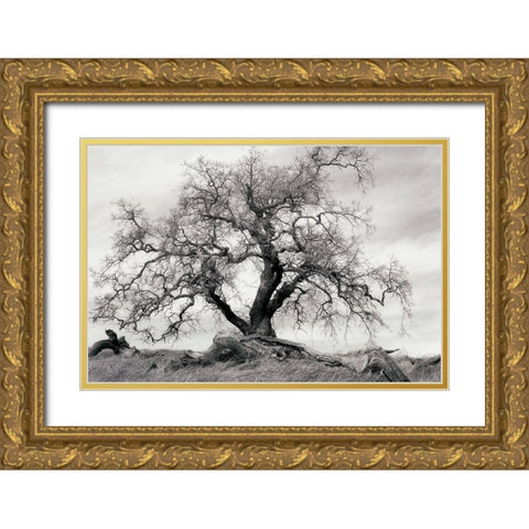Crab Apple Tree Gold Ornate Wood Framed Art Print with Double Matting by Unknown