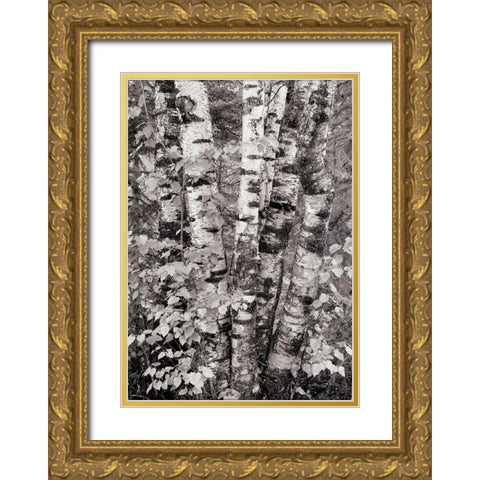 Birch Trees Gold Ornate Wood Framed Art Print with Double Matting by Unknown