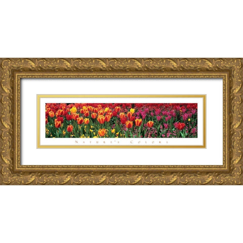 Tulips - Natures Colors Gold Ornate Wood Framed Art Print with Double Matting by Unknown