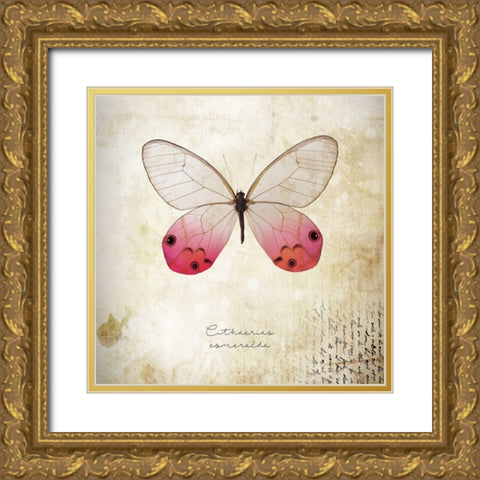 Cithaerias Coneralda Gold Ornate Wood Framed Art Print with Double Matting by Braun Studio