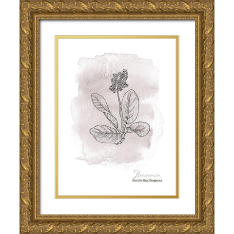 Planche botanique 3 Gold Ornate Wood Framed Art Print with Double Matting by Braun Studio