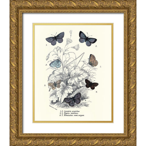 Planche Papillons 3 Gold Ornate Wood Framed Art Print with Double Matting by BRAUN Studio