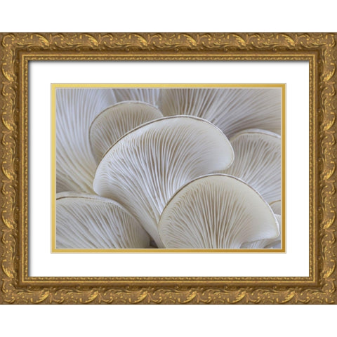 White blades mushroom Gold Ornate Wood Framed Art Print with Double Matting by Braun Studio