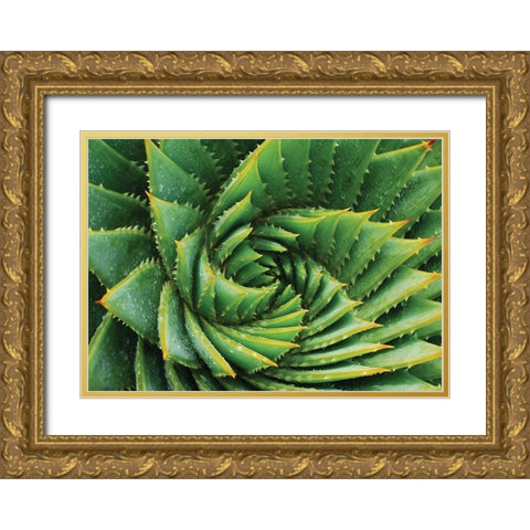Vert de cactus Gold Ornate Wood Framed Art Print with Double Matting by Braun Studio