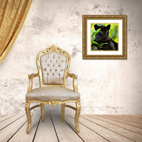 Black Panther Gold Ornate Wood Framed Art Print with Double Matting by Medeiros, Celito