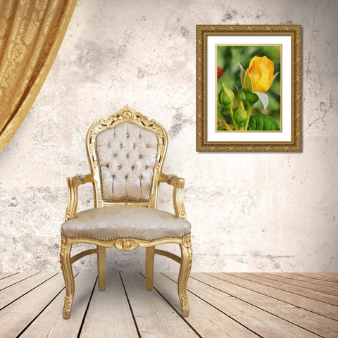 One Yellow Rose Gold Ornate Wood Framed Art Print with Double Matting by Medeiros, Celito