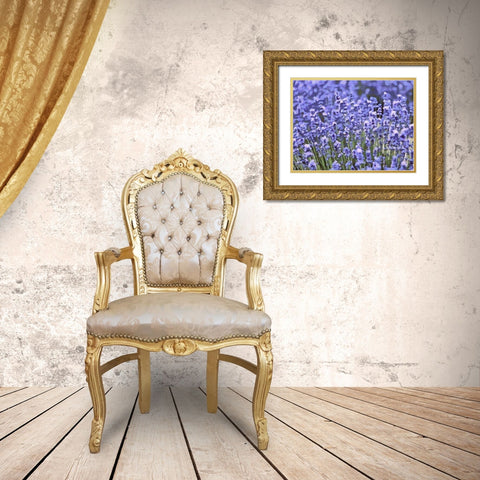 Lavender Field IX Gold Ornate Wood Framed Art Print with Double Matting by Medeiros, Celito