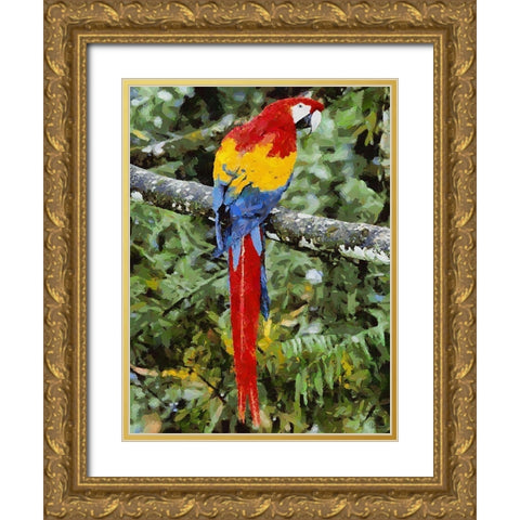 Red, Yellow and Blue Parrot Gold Ornate Wood Framed Art Print with Double Matting by Medeiros, Celito