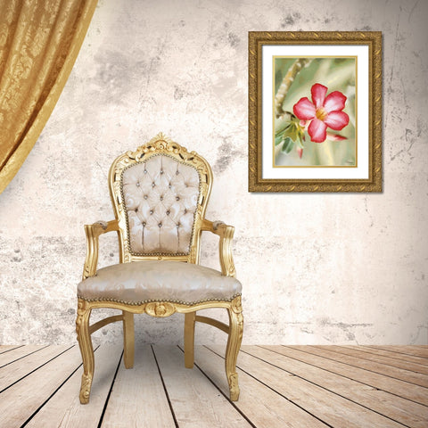 Orchids XXIV Gold Ornate Wood Framed Art Print with Double Matting by Medeiros, Celito