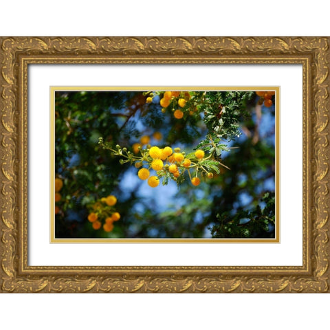 Yellow Mimosa I Gold Ornate Wood Framed Art Print with Double Matting by Knoble